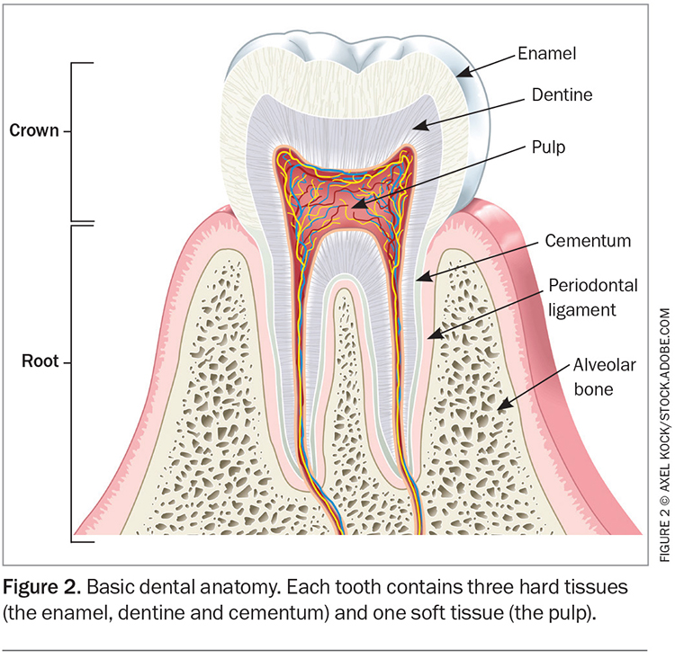 Managing dental trauma in general practice Medicine Today